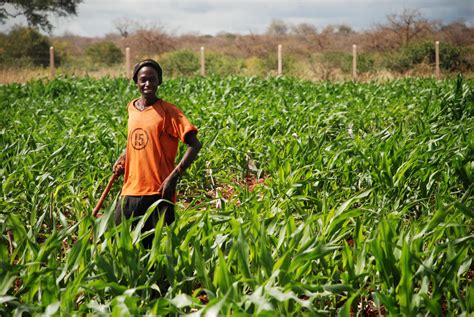  Nurturing the Land: A Journey Through Ethiopian Agricultural Wisdom